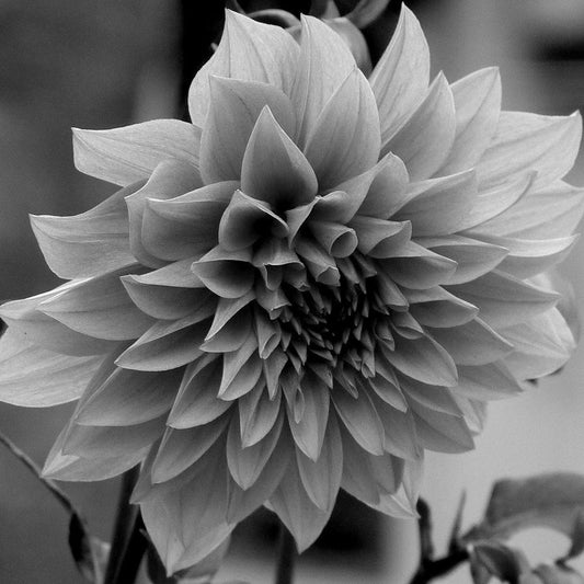 Image Only