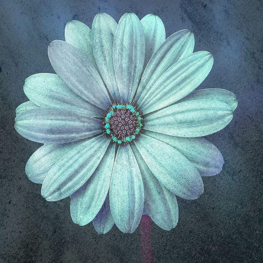 Image Only