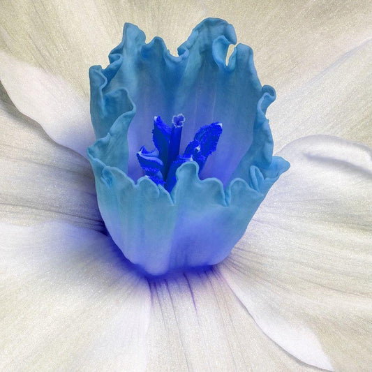 Image Only