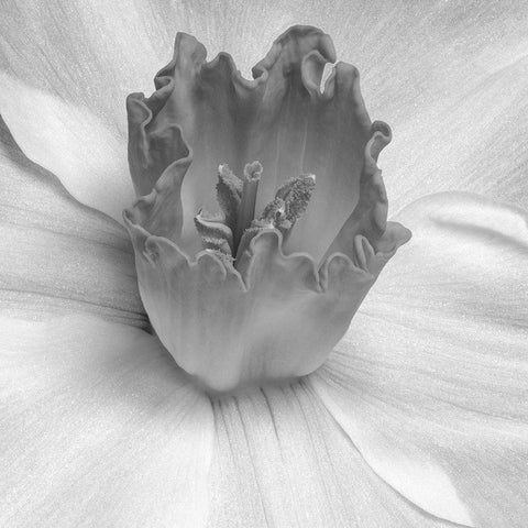 Floral Bud 2 White Modern Wood Framed Art Print by Phillip, Jamie