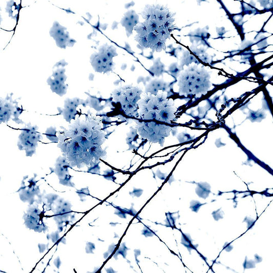 Image Only