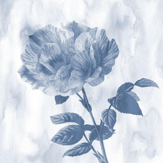 Image Only