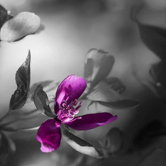 Image Only