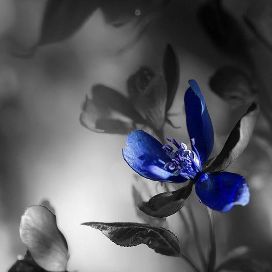 Image Only