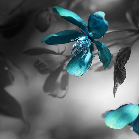 Image Only