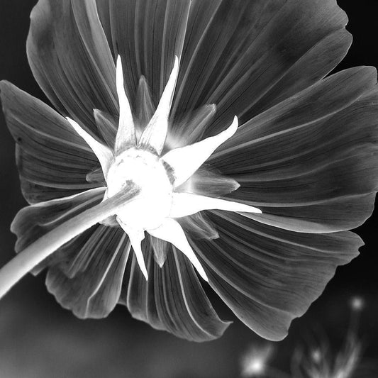 Image Only