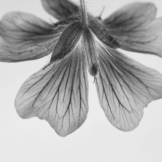 Image Only