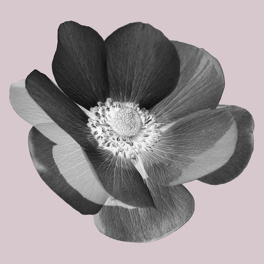 Image Only