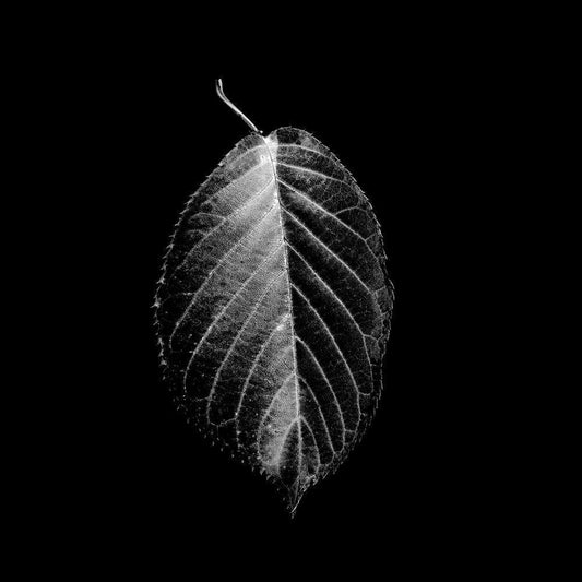 Image Only