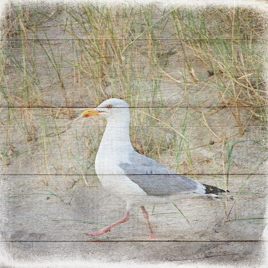 Image Only