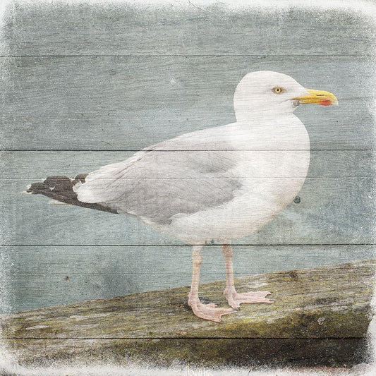 Image Only