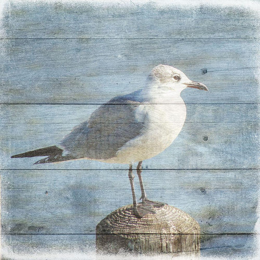 Image Only
