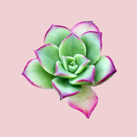 Succulent White Modern Wood Framed Art Print with Double Matting by Phillip, Jamie