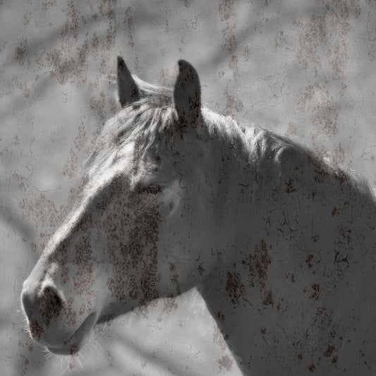 Image Only