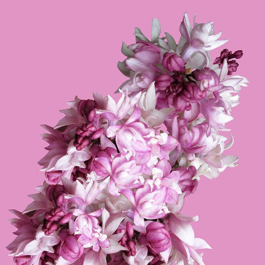 Image Only
