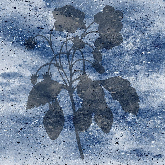 Image Only