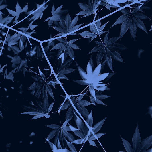 Image Only
