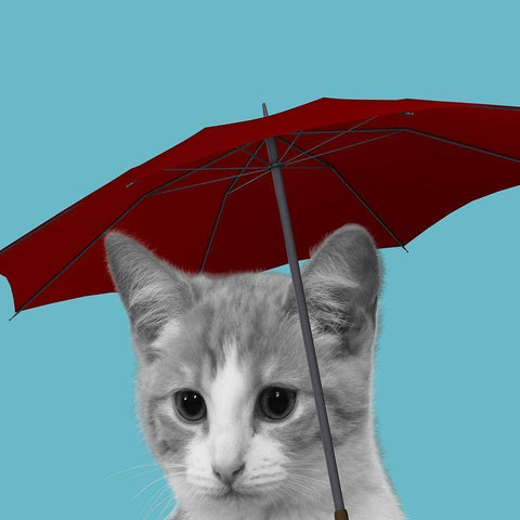 House Cat Black Modern Wood Framed Art Print with Double Matting by Phillip, Jamie