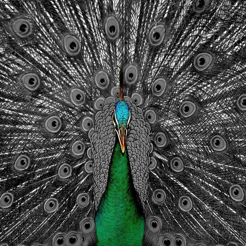 Peacock Black 2 Black Modern Wood Framed Art Print with Double Matting by Phillip, Jamie