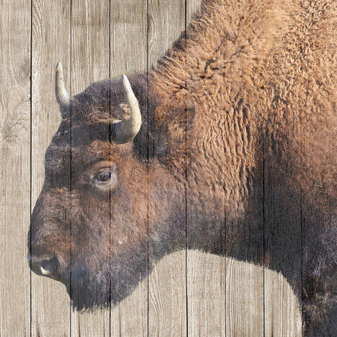 Buffalo Bison Gold Ornate Wood Framed Art Print with Double Matting by Phillip, Jamie