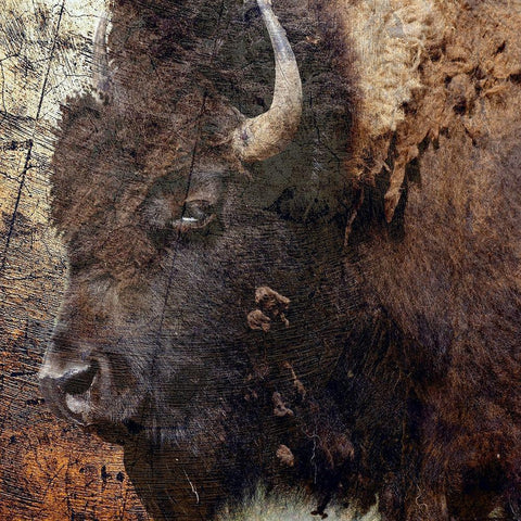 Mr.Buffalo Black Ornate Wood Framed Art Print with Double Matting by Phillip, Jamie