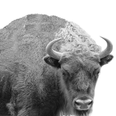 BW Bison White Modern Wood Framed Art Print by Phillip, Jamie