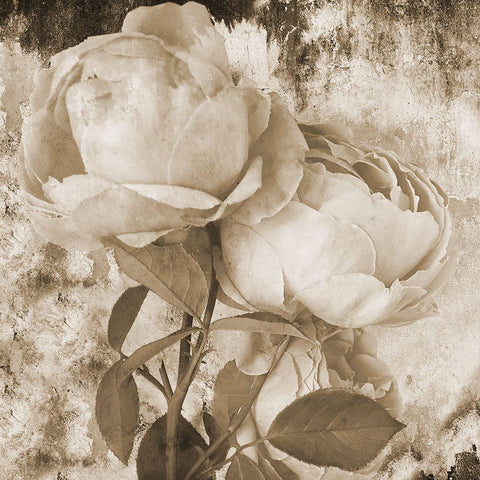 Old Rose White Modern Wood Framed Art Print by Phillip, Jamie