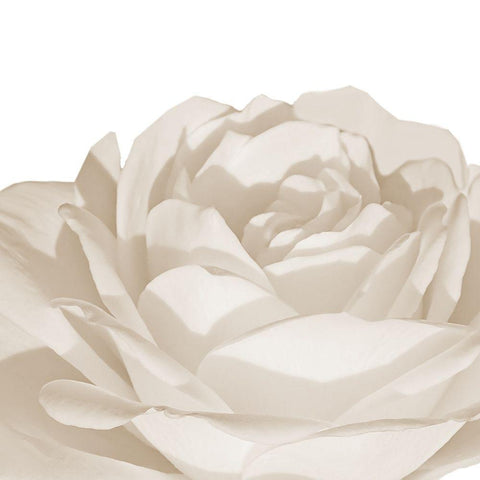 White Rose 1 White Modern Wood Framed Art Print by Phillip, Jamie