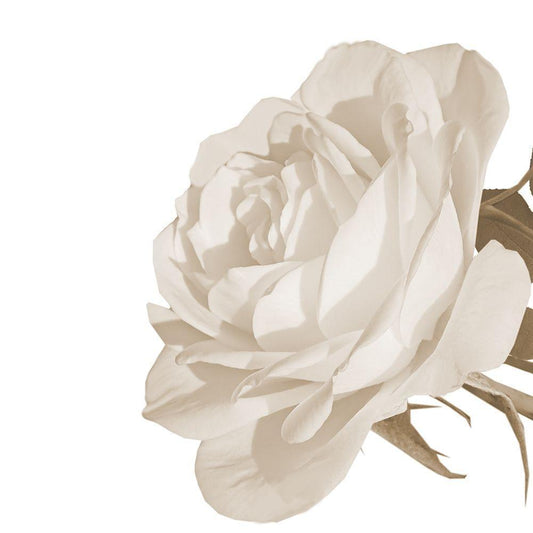 Image Only