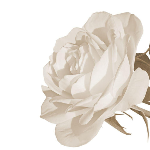 White Rose 2 White Modern Wood Framed Art Print by Phillip, Jamie