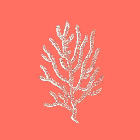 Coral 2 White Modern Wood Framed Art Print by Phillip, Jamie