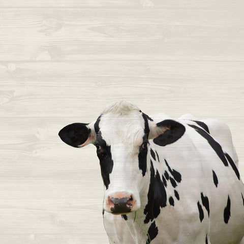 Moo White Modern Wood Framed Art Print by Phillip, Jamie