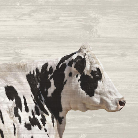 Moo 2 White Modern Wood Framed Art Print with Double Matting by Phillip, Jamie