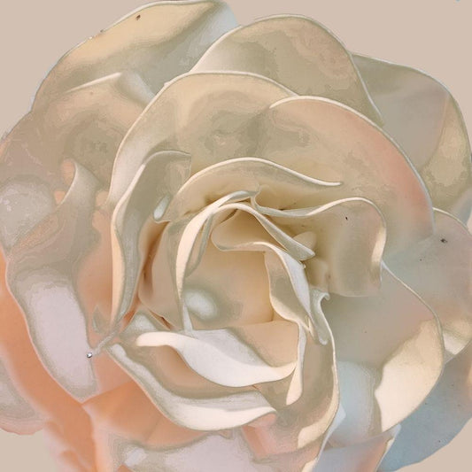 Image Only