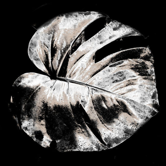 Image Only