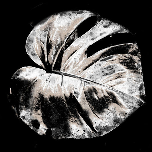 Image Only