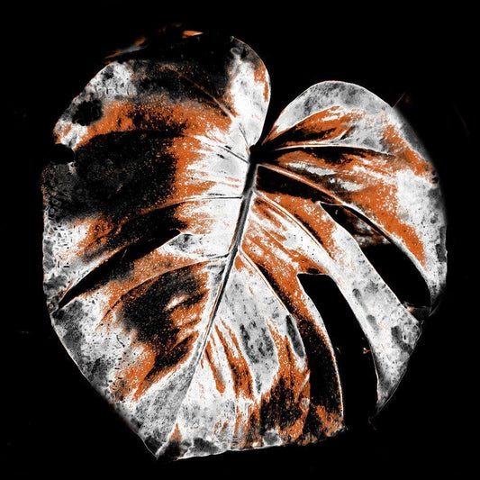 Image Only