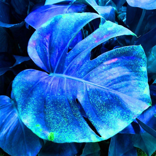 Image Only