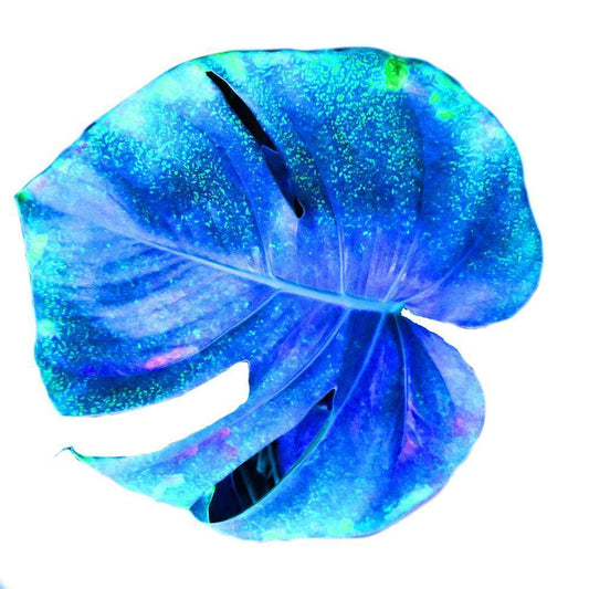 Image Only