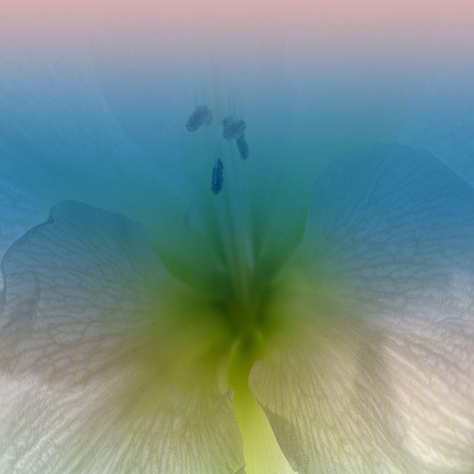 Image Only
