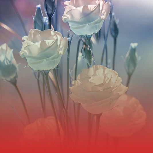 Image Only
