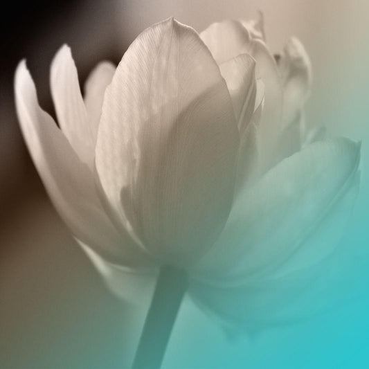 Image Only