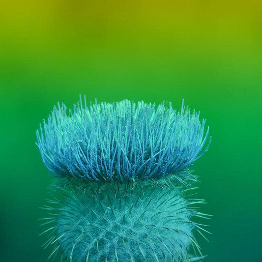 Image Only