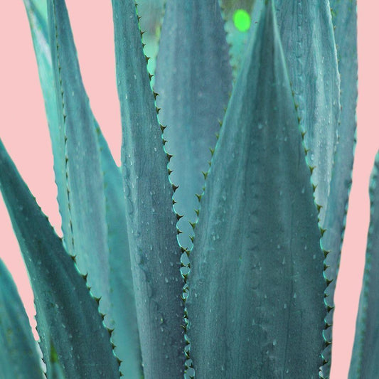 Image Only