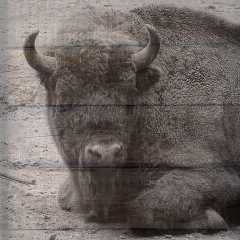 Buffalo Baby 3 Black Ornate Wood Framed Art Print with Double Matting by Phillip, Jamie