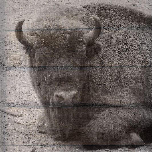 Image Only