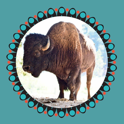 Buffalo Ring 2 Black Modern Wood Framed Art Print with Double Matting by Phillip, Jamie