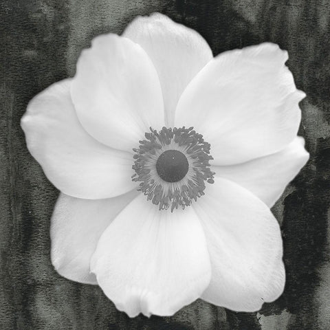 White Flower Black Modern Wood Framed Art Print with Double Matting by Phillip, Jamie