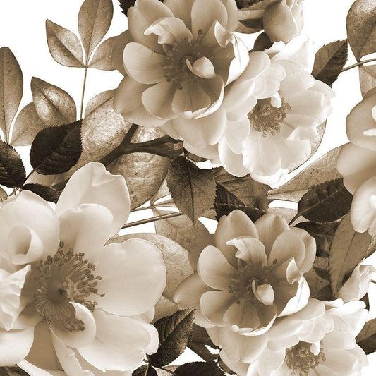 Image Only