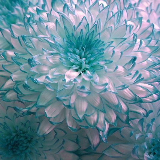 Image Only